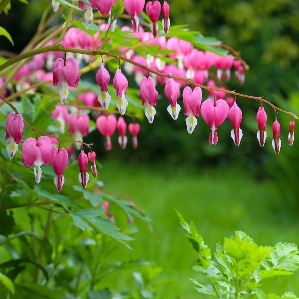 Дицентра исключительная белая