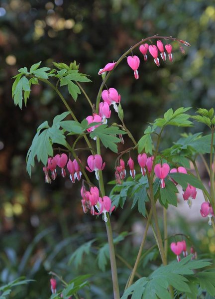 Дицентра одноцветковая (Dicentra uniflora)