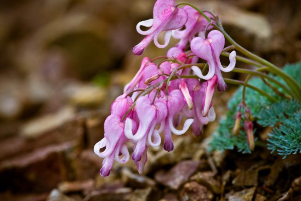 Дицентра канадская