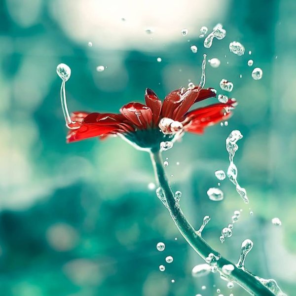 Бирюзово-красный цветок