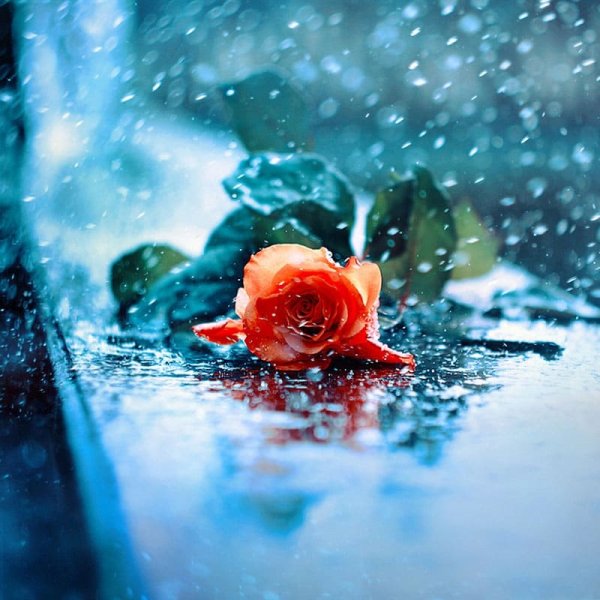Розы под дождем
