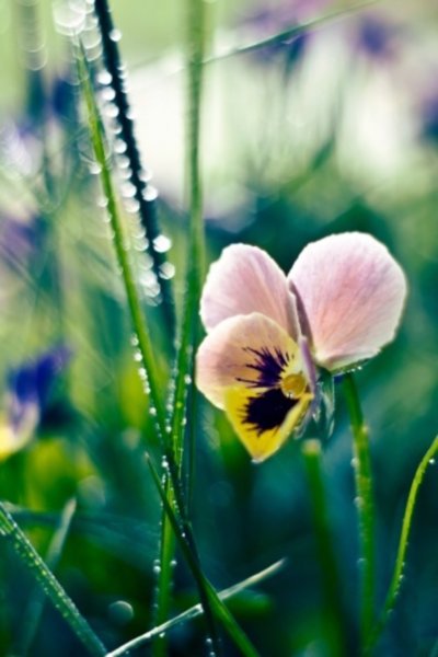 Божья коровка на цветкк