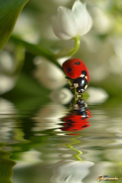 Вечерние цветы