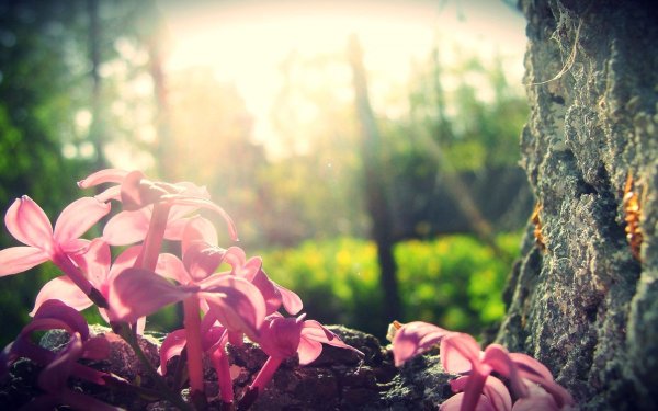 Заставки на телефон красивые для женщин природа