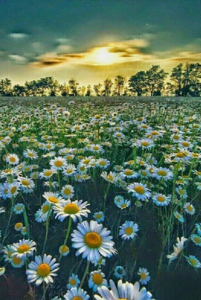 Гармония человека и природы