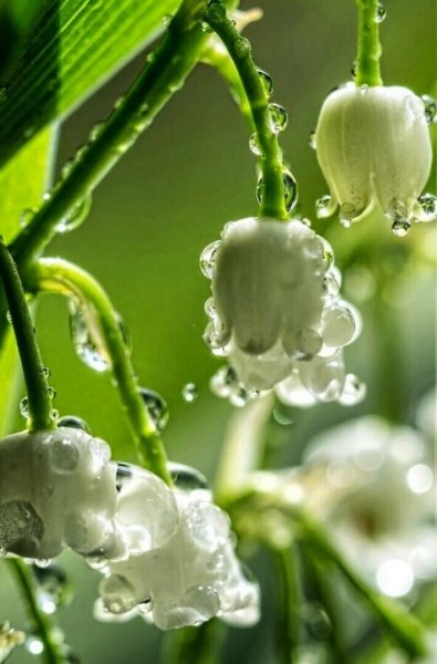 Цветок на руку.