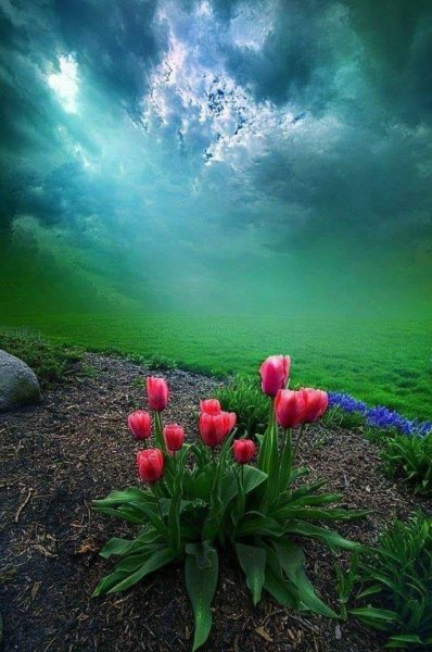 Букет сирени