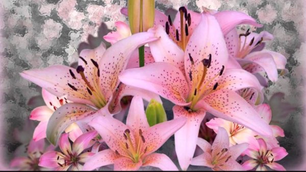 С днём рождения лилии