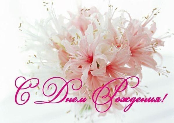 Лилия лилии Белгравия