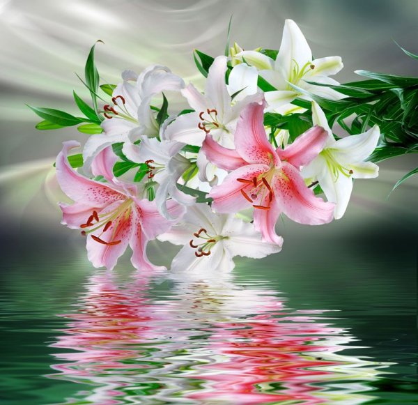 Лилия тренди Никосия