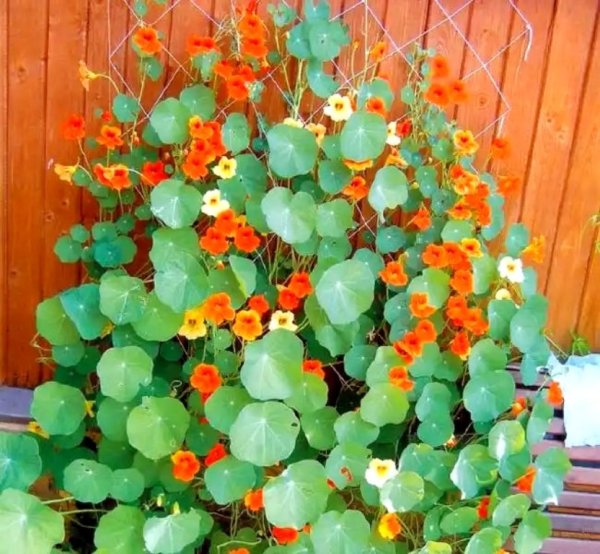 Настурция Длинноплетистая