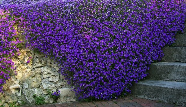 Обриета (аубреция)