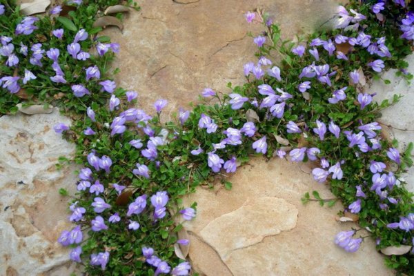 Цветок Мазус ползучий