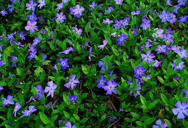 Барвинок малый Aureomarginata