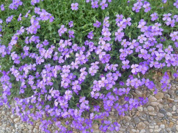 Барвинок почвопокровный