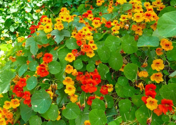 Вербейник монетчатый