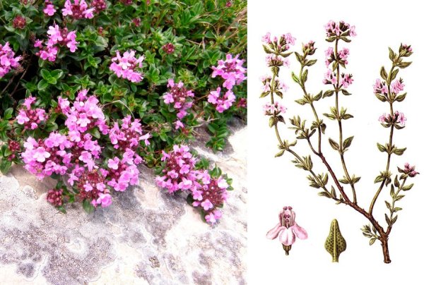 Обриета синий Каскад