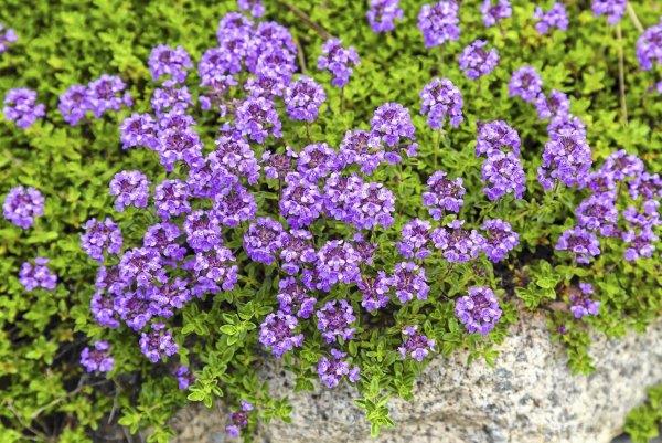 Вьюны ипомея семена