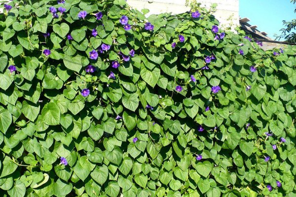 Почвопокровные многолетники Вероника нитевидная