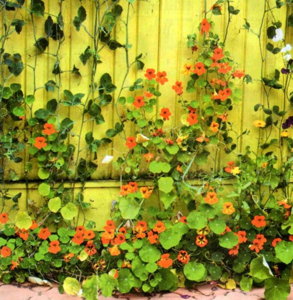 Лизимахия вербейник монетчатый