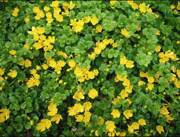 Долихос Лиана