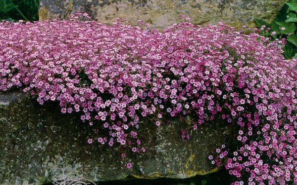 Лиана сциндапсус