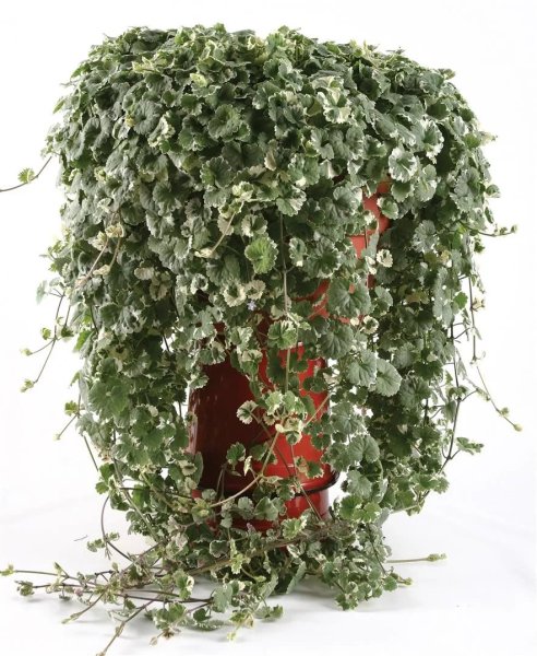 Обриета пурпурный Каскад