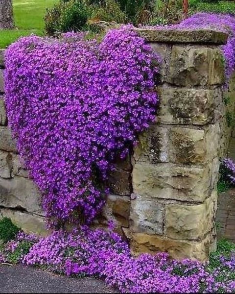 Почвопокровные многолетники тимьян