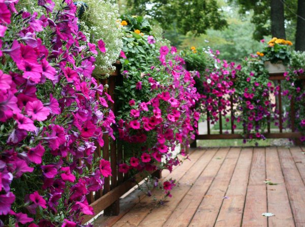 Тенелюбивые ампельные цветы