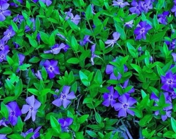 Мазус ползучий