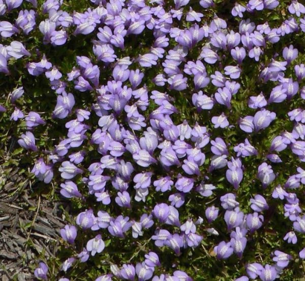 Тимьян ползучий (Thymus serpyllum)