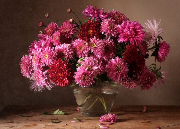 Палачев космея