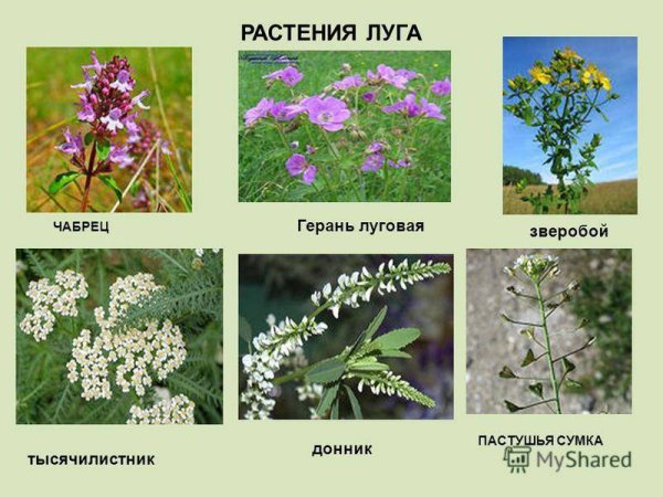 Луговые цветы названия