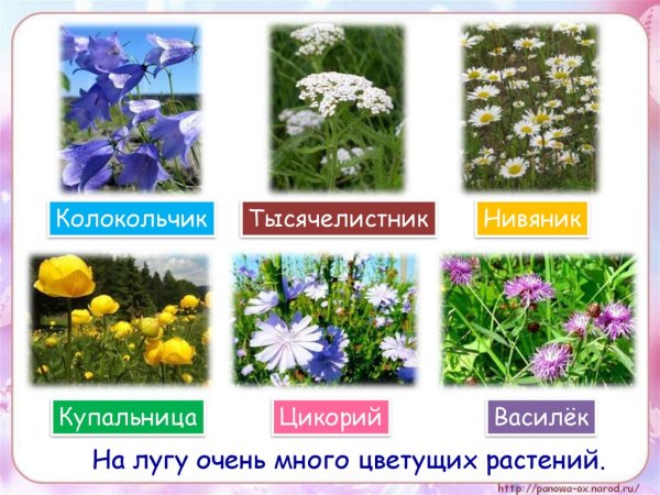 Луговые цветы названия