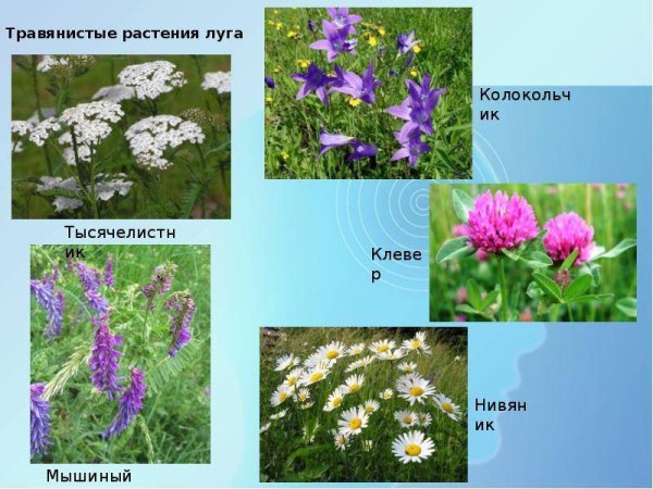 Растения на лугу названия