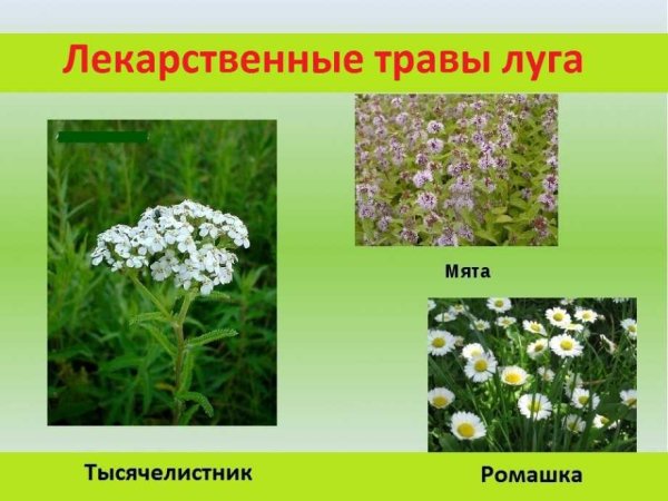 Травянистые растения Луга