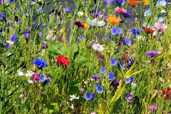 Полевые луговые