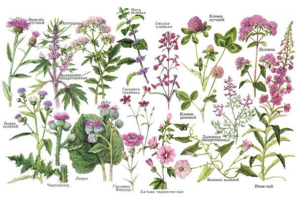 Полевые цветы медоносы