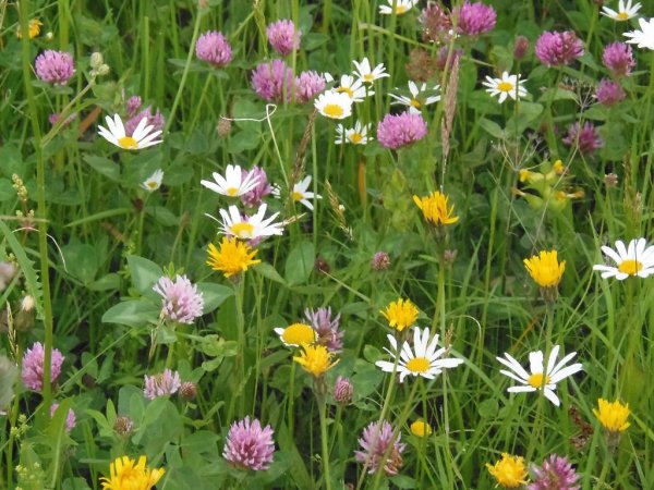 Растения Луга кормовые травы