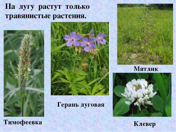 Травянистые цветковые растения