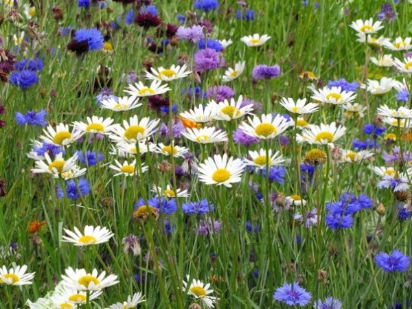 Луговые лекарственные растения