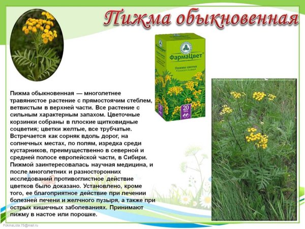 Полевые медоносные растения названия