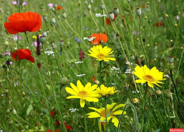 Полевые и садовые цветы