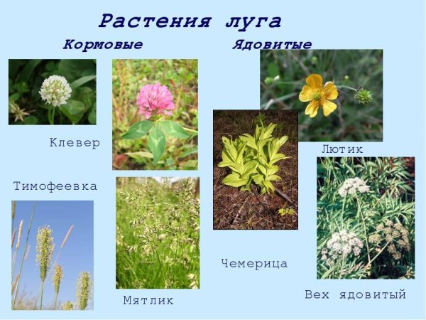 Нивяник, Лисохвост тысячелистник мышиный горошек нивяник мятлик