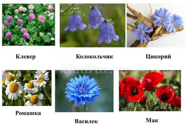 Растения Луга названия