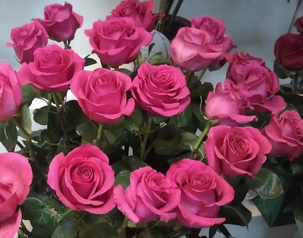 Роза чайно-гибридная топаз