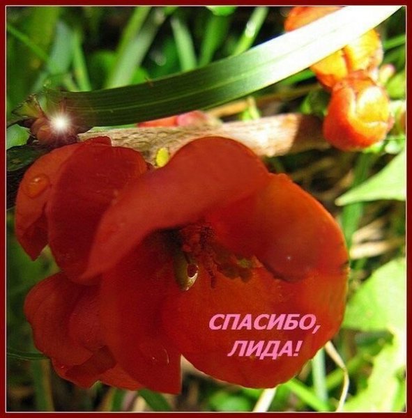 Спасибо Лида открытки