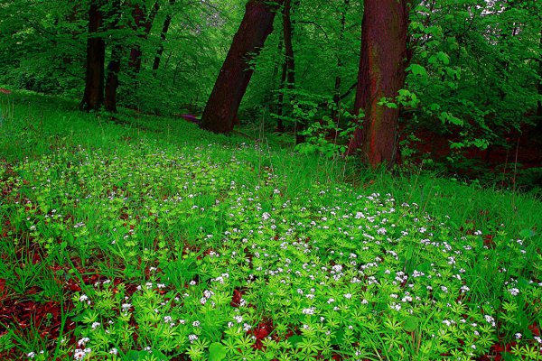 Лесная растительность
