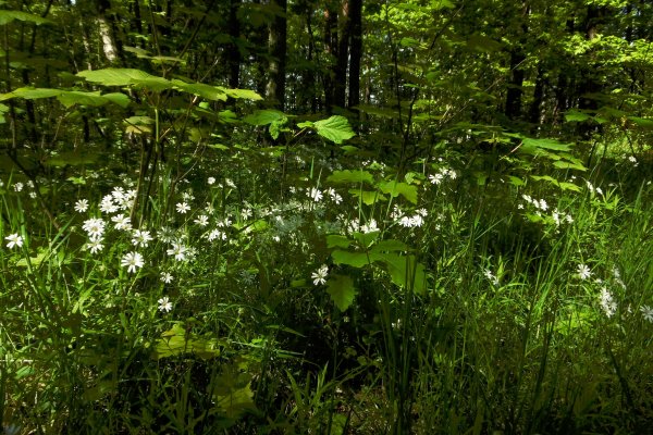 Лесные травянистые растения