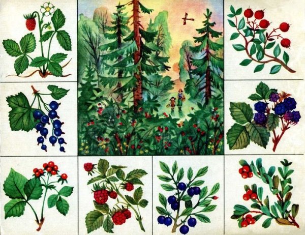 Лото "что где растет"